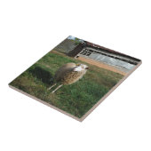 Junge weiße Schafe auf dem Bauernhof Fliese (Seite)