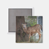 Junge Weiße Schwänze im Friedhof Magnet (Vorderseite/Rückseite)