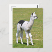 Junge weiße und schwarze Alpaka Postkarte (Vorne/Hinten)