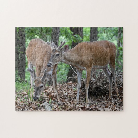 Junge Weißwedelhirsch-Dollars im Samt Puzzle (Horizontal)