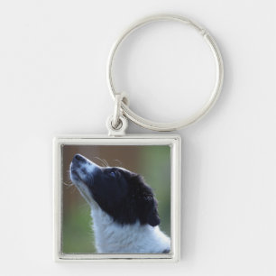 junge Welpe Border-Collie Schlüsselanhänger