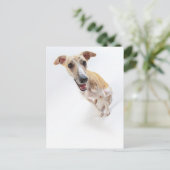 Junge Whippet Postkarte (Stehend Vorderseite)