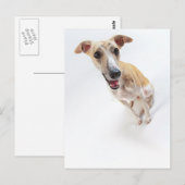 Junge Whippet Postkarte (Vorne/Hinten)