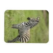 Junge Zebra im Serengeti Schlicht Magnet (Horizontal)