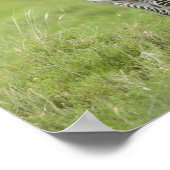 Junge Zebra im Serengeti Schlicht Poster (Ecke)