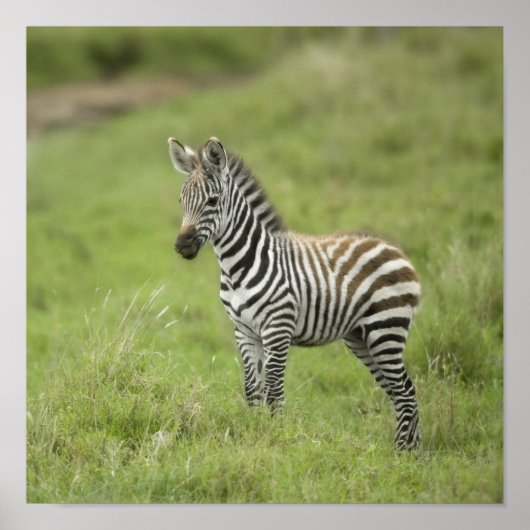 Junge Zebra im Serengeti Schlicht Poster (Vorne)