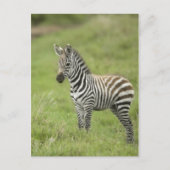 Junge Zebra im Serengeti Schlicht Postkarte (Vorderseite)