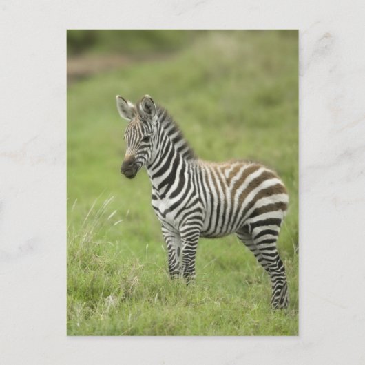 Junge Zebra im Serengeti Schlicht Postkarte (Vorderseite)