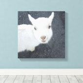 Junge Ziege Leinwanddruck (Insitu (Holzboden))