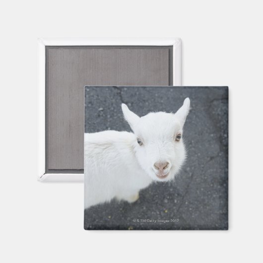 Junge Ziege Magnet (Vorderseite/Rückseite)