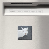 Junge Ziege Magnet (In Situ (Geschirrspüler))