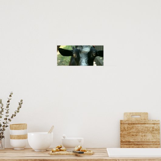 Junge Ziege posiert. Poster (Küche)