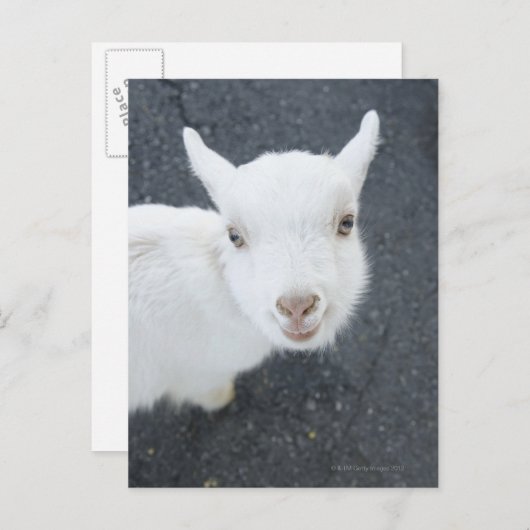 Junge Ziege Postkarte (Vorne/Hinten)