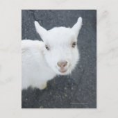 Junge Ziege Postkarte (Vorderseite)