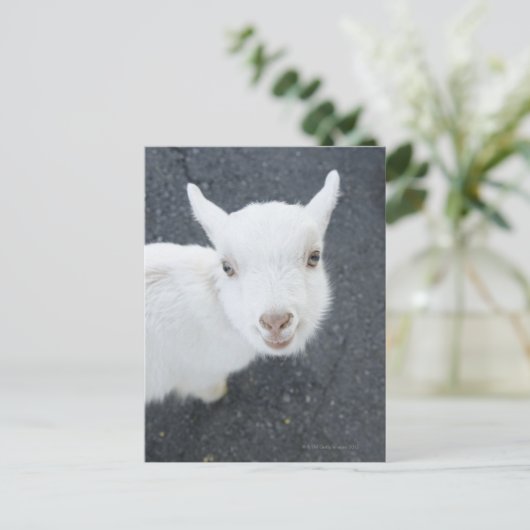 Junge Ziege Postkarte (Stehend Vorderseite)