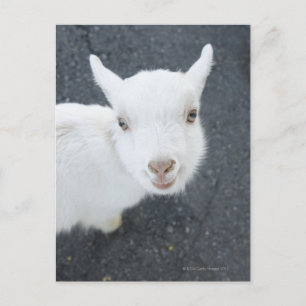 Junge Ziege Postkarte