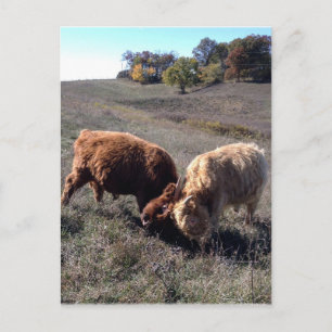 Jungen sind Jungen... Postkarte