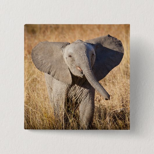 Junger Afrikanischer Elefant Button (Vorderseite)