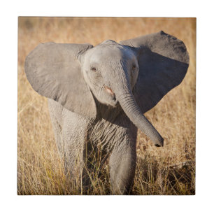 Junger Afrikanischer Elefant Fliese