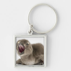 Junger afrikanischer Pinguin - Spheniscus Schlüsselanhänger