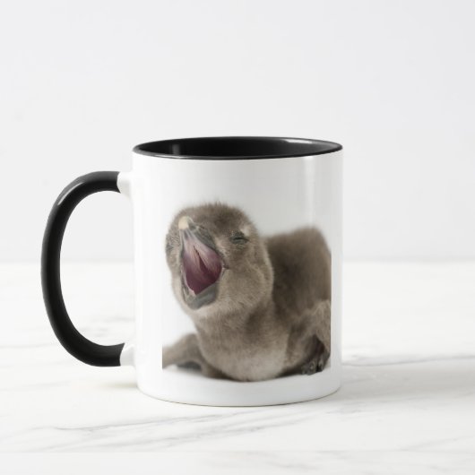 Junger afrikanischer Pinguin - Spheniscus Tasse (Links)