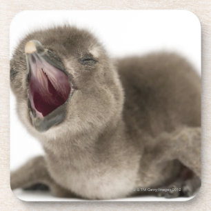 Junger afrikanischer Pinguin - Spheniscus Untersetzer