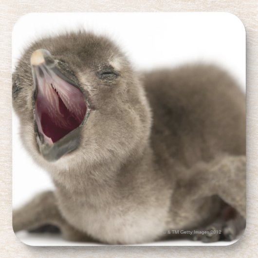 Junger afrikanischer Pinguin - Spheniscus Untersetzer (Vorderseite)