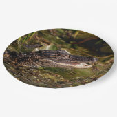 Junger Alligator Pappteller (Schrägansicht)