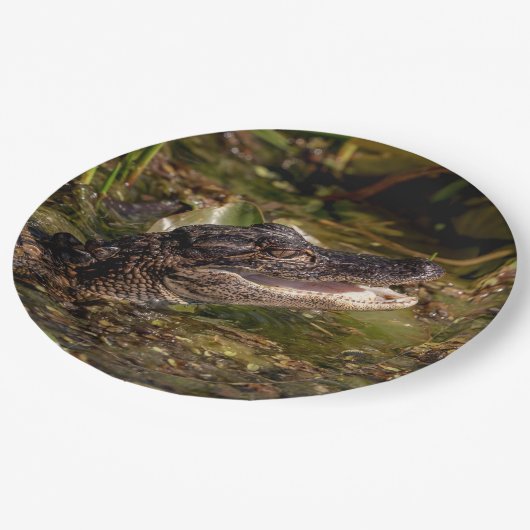 Junger Alligator Pappteller (Schrägansicht)