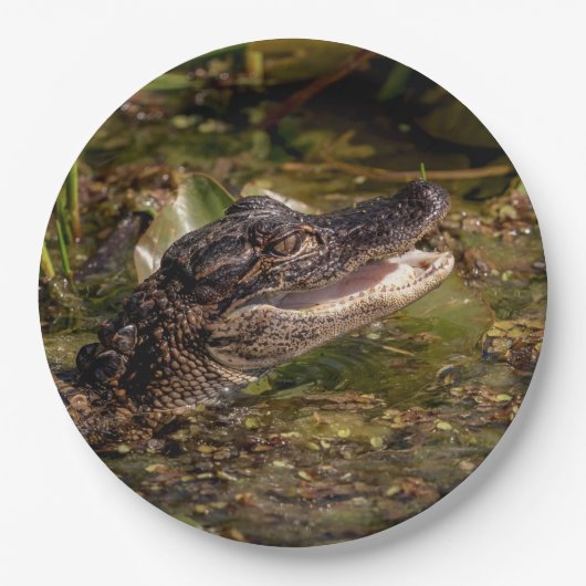 Junger Alligator Pappteller (Vorderseite)