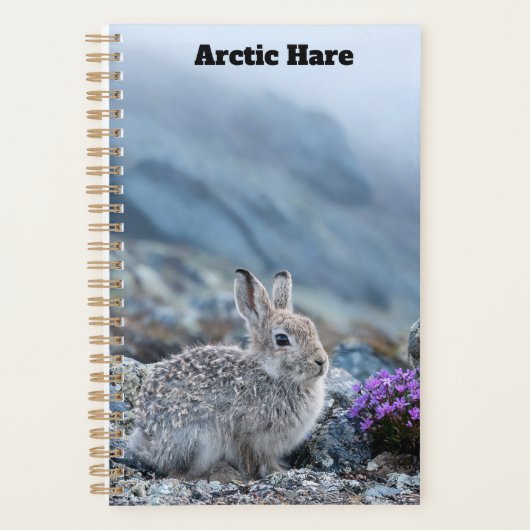 Junger Arktischer Hase Planer (Vorderseite)