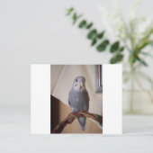 junger blauer Budgie Postkarte (Stehend Vorderseite)