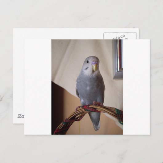junger blauer Budgie Postkarte (Vorne/Hinten)