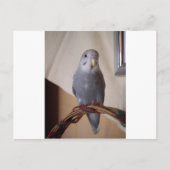 junger blauer Budgie Postkarte (Vorderseite)