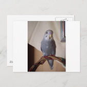 junger blauer Budgie Postkarte (Vorne/Hinten)