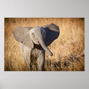 Junger Busch-Elefant Poster