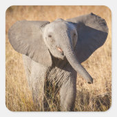 Junger Busch-Elefant Quadratischer Aufkleber (Vorderseite)