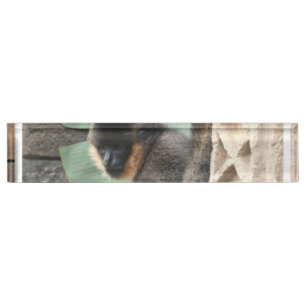 Junger Capuchin-Affe Namensplakette