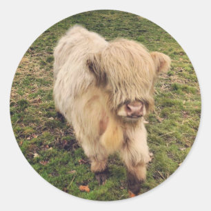 Junger cremefarbener Highland-Rind-Kalb Runder Aufkleber