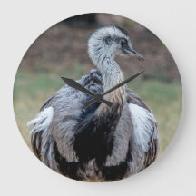 Junger Emu im Natur-Park