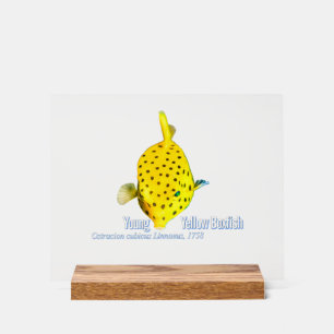 Junger Gelber Kofferfisch Acrylschild