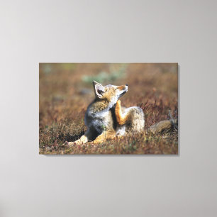 Junger Grauer Fuchs im Torres-Del-Paine-Nationalpa Leinwanddruck