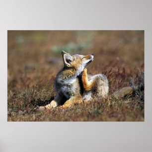Junger Grauer Fuchs im Torres-Del-Paine-Nationalpa Poster