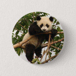 Junger großer Panda Button