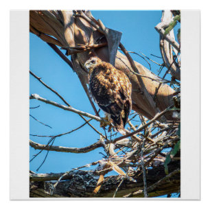 Junger Habicht in stummer Beobachtung Wildlife Vog Poster