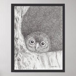 Junger Habichtskauz-Druck Poster