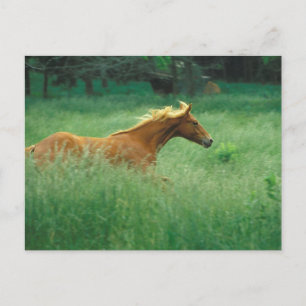 Junger Hengst läuft durch eine Wiese Postkarte