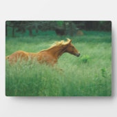 Junger Hengst läuft durch Wiese Fotoplatte (Vorderseite)