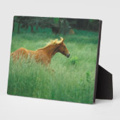 Junger Hengst läuft durch Wiese Fotoplatte (Seite)