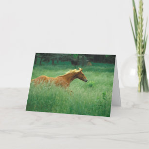 Junger Hengst läuft durch Wiese Karte